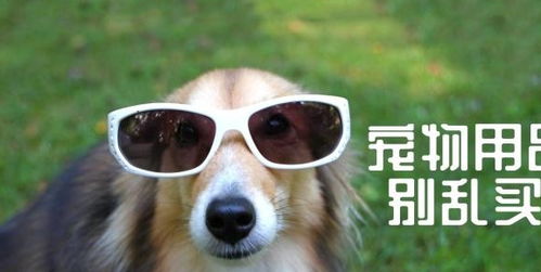 這五種寵物用品買回家就閑置，但鏟屎官基本都會(huì)中招