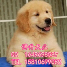 萌寵之選，貼心之托 上海市黃浦區(qū)囡囡寵物用品商店